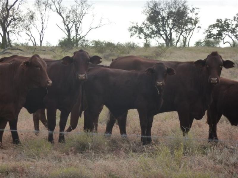 Ingle Downs, Moreena & 20 Mile, Winton QLD 4735