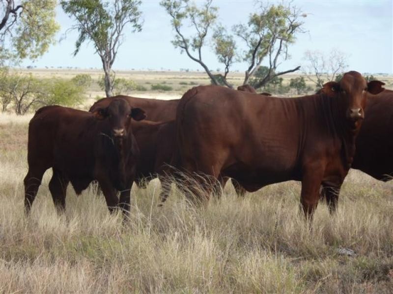 Ingle Downs, Moreena & 20 Mile, Winton QLD 4735