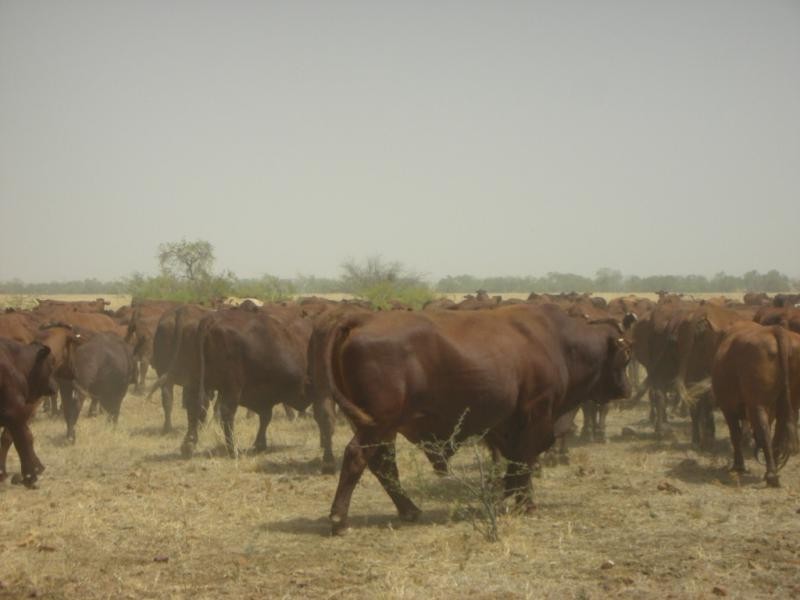 Ingle Downs, Moreena & 20 Mile, Winton QLD 4735