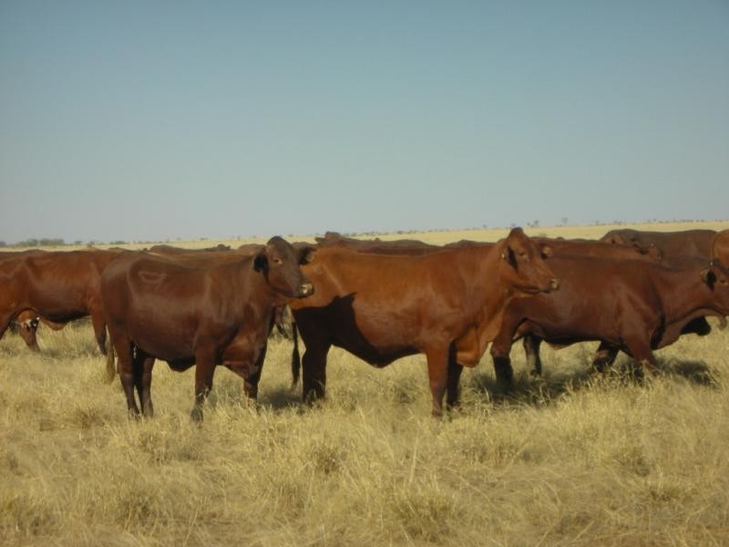Ingle Downs, Moreena & 20 Mile, Winton QLD 4735