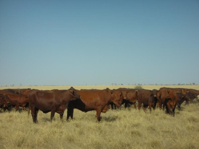 Ingle Downs, Moreena & 20 Mile, Winton QLD 4735