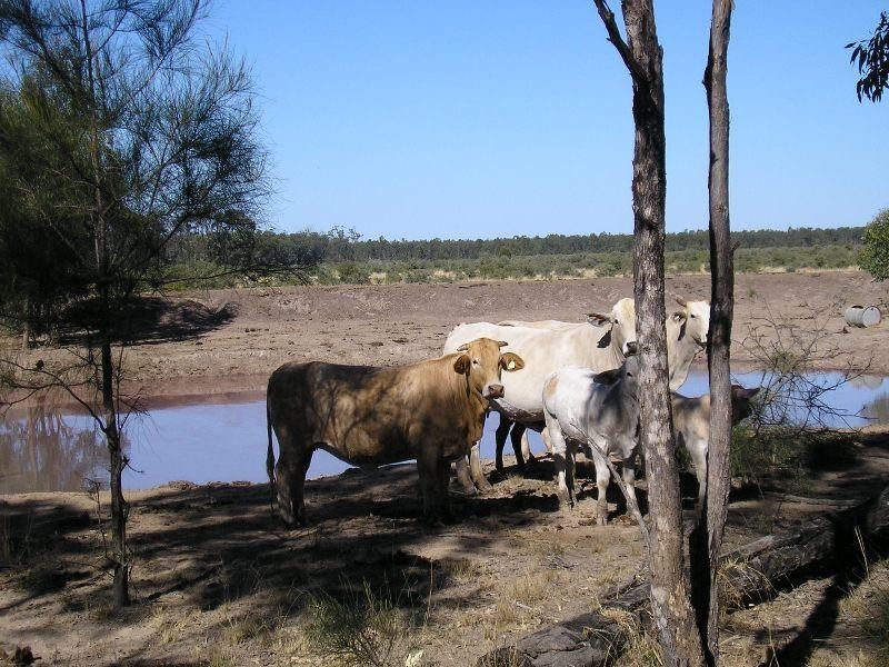 27,553 ACRES FORESTRY LEASE, Chinchilla QLD 4413