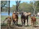 Springsure QLD 4722