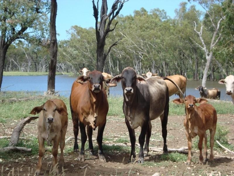 Springsure QLD 4722