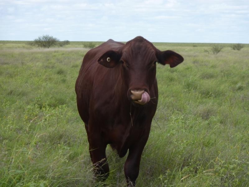 Barcaldine QLD 4725