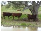 Barcaldine QLD 4725