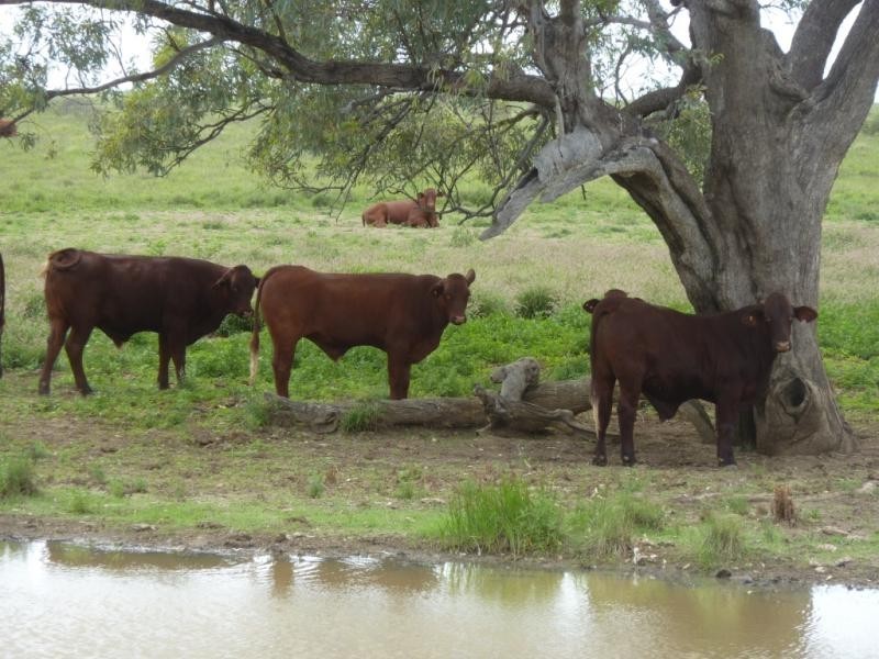 Barcaldine QLD 4725