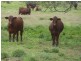 Barcaldine QLD 4725