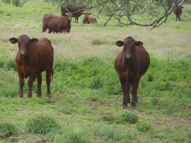 Barcaldine QLD 4725