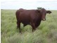 Barcaldine QLD 4725