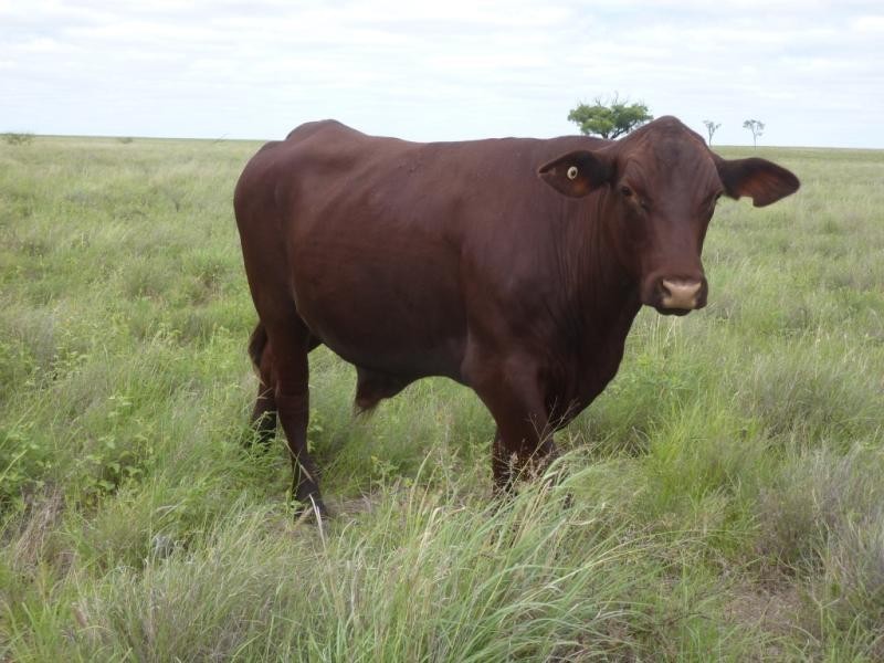 Barcaldine QLD 4725