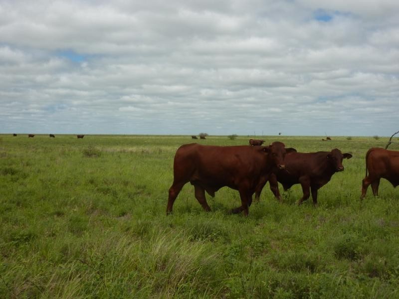 Barcaldine QLD 4725