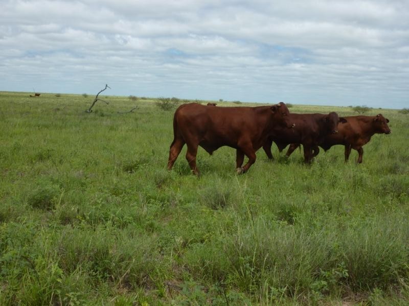 Barcaldine QLD 4725