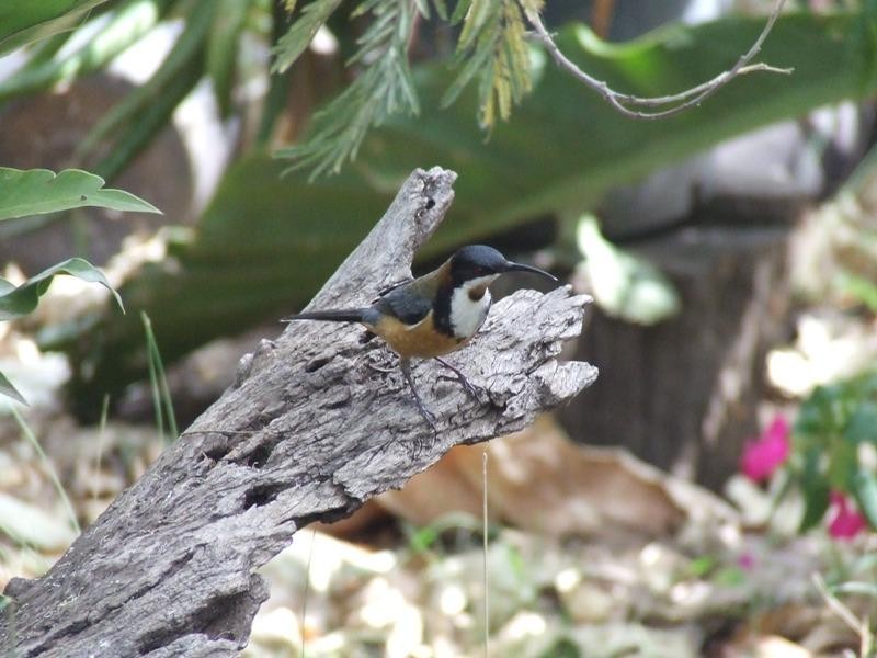 Bunya Mountains QLD 4405