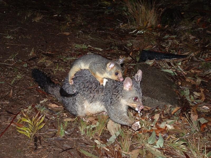 Bunya Mountains QLD 4405