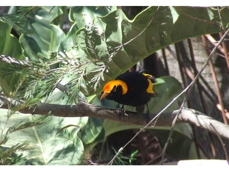 Bunya Mountains QLD 4405