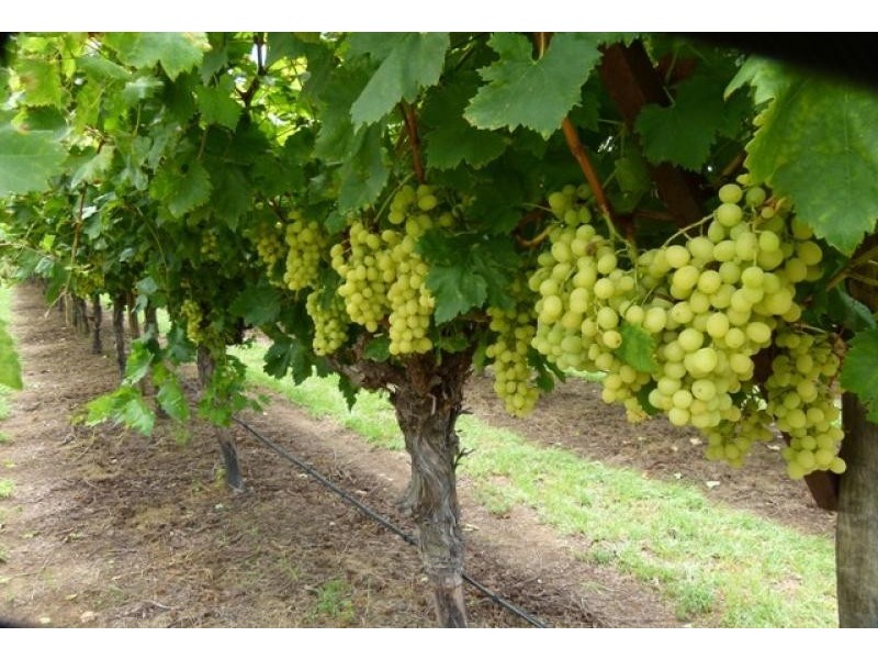 157 Whytes Road, St George QLD 4487