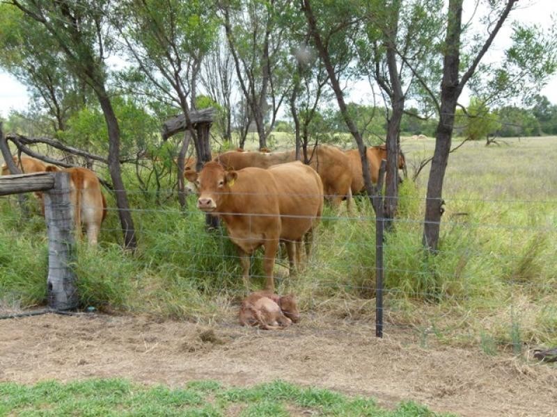 157 Whytes Road, St George QLD 4487