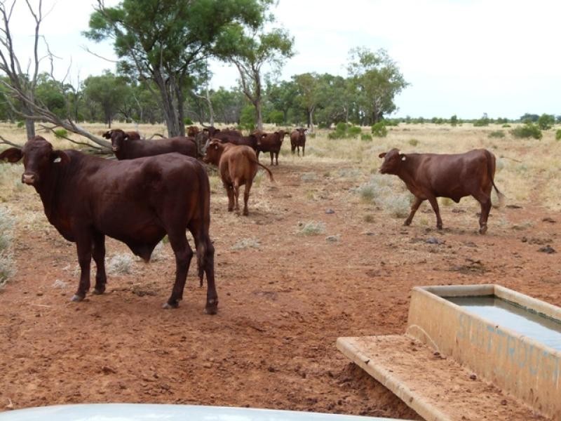 5040 Humeburn Road, Cunnamulla QLD 4490