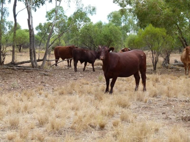 5040 Humeburn Road, Cunnamulla QLD 4490