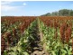 ATHLONE, 2426 ACRES IN 4 MAIN FREEHOLD PORTIONS, Jandowae QLD 4410