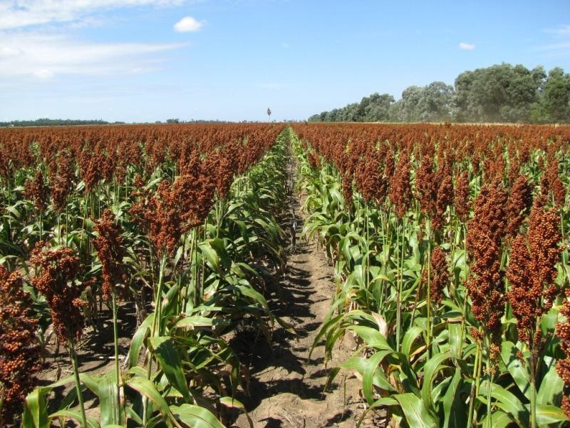 ATHLONE, 2426 ACRES IN 4 MAIN FREEHOLD PORTIONS, Jandowae QLD 4410