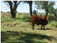 ATHLONE, 2426 ACRES IN 4 MAIN FREEHOLD PORTIONS, Jandowae QLD 4410