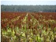 ATHLONE, 2426 ACRES IN 4 MAIN FREEHOLD PORTIONS, Jandowae QLD 4410