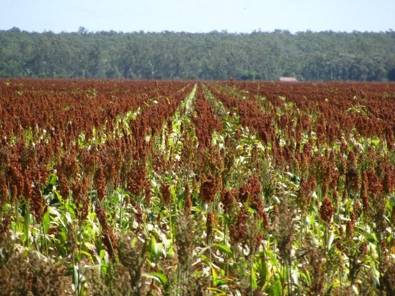 ATHLONE, 2426 ACRES IN 4 MAIN FREEHOLD PORTIONS, Jandowae QLD 4410