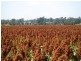 ATHLONE, 2426 ACRES IN 4 MAIN FREEHOLD PORTIONS, Jandowae QLD 4410