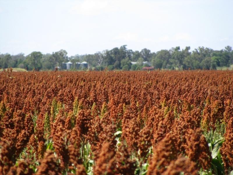 ATHLONE, 2426 ACRES IN 4 MAIN FREEHOLD PORTIONS, Jandowae QLD 4410