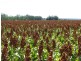 ATHLONE, 2426 ACRES IN 4 MAIN FREEHOLD PORTIONS, Jandowae QLD 4410