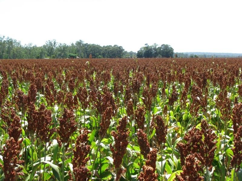 ATHLONE, 2426 ACRES IN 4 MAIN FREEHOLD PORTIONS, Jandowae QLD 4410