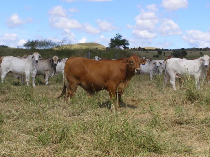 Comely/Mapala Aggregation, 681 Mapala Road, Bauhinia QLD 4718