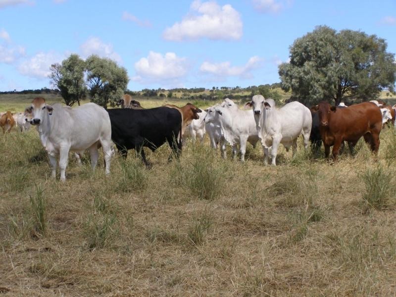 Comely/Mapala Aggregation, 681 Mapala Road, Bauhinia QLD 4718