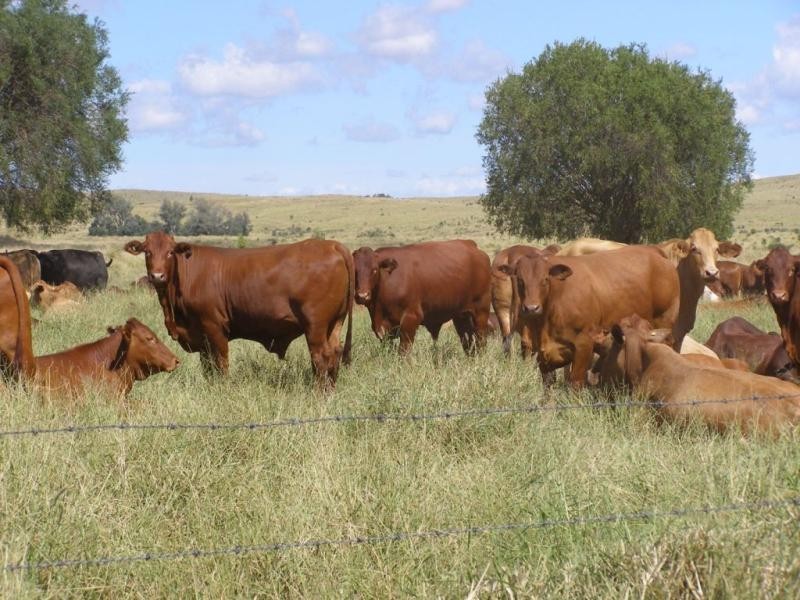 Comely/Mapala Aggregation, 681 Mapala Road, Bauhinia QLD 4718