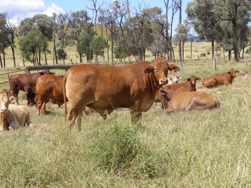 Comely/Mapala Aggregation, 681 Mapala Road, Bauhinia QLD 4718