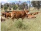 Comely/Mapala Aggregation, 681 Mapala Road, Bauhinia QLD 4718