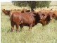 Comely/Mapala Aggregation, 681 Mapala Road, Bauhinia QLD 4718