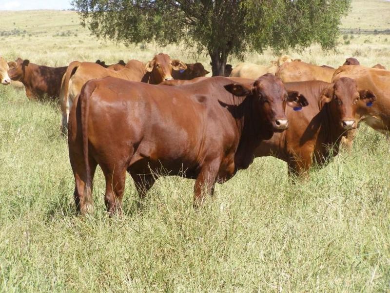 Comely/Mapala Aggregation, 681 Mapala Road, Bauhinia QLD 4718