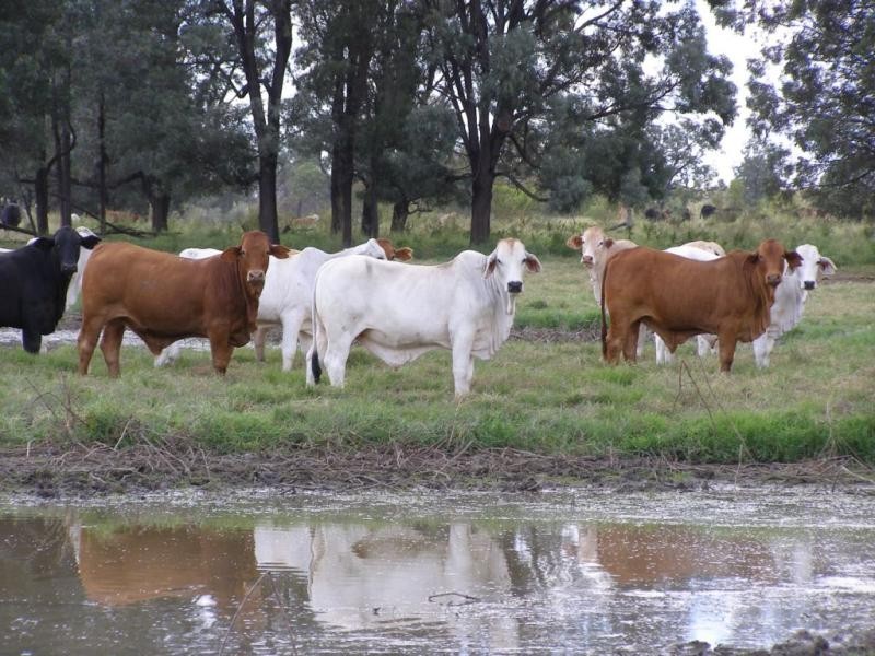 Comely/Mapala Aggregation, 681 Mapala Road, Bauhinia QLD 4718
