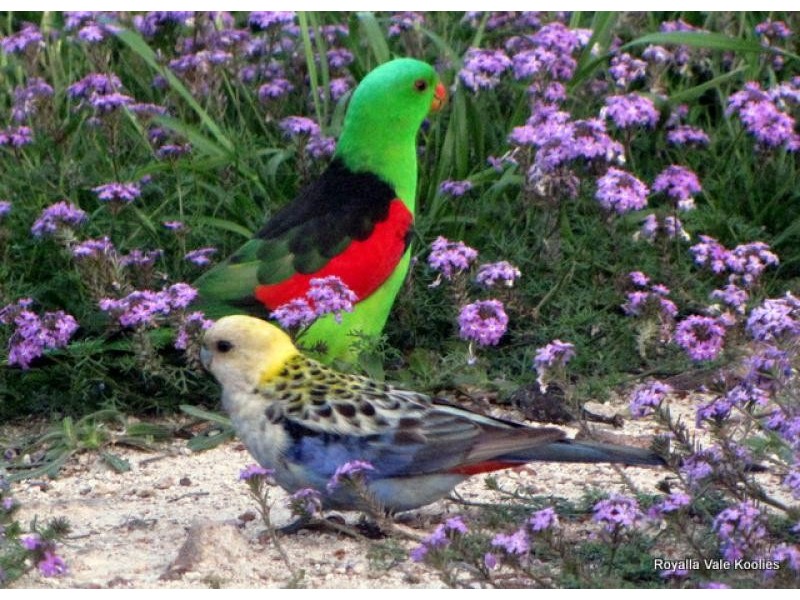 216 KOFOEDS ROAD, Tara QLD 4421