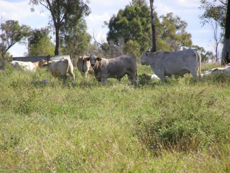 Shady Acres, 393 River Road, Moura QLD 4718