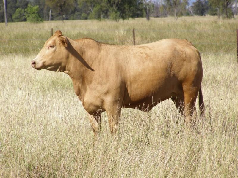 Shady Acres, 393 River Road, Moura QLD 4718