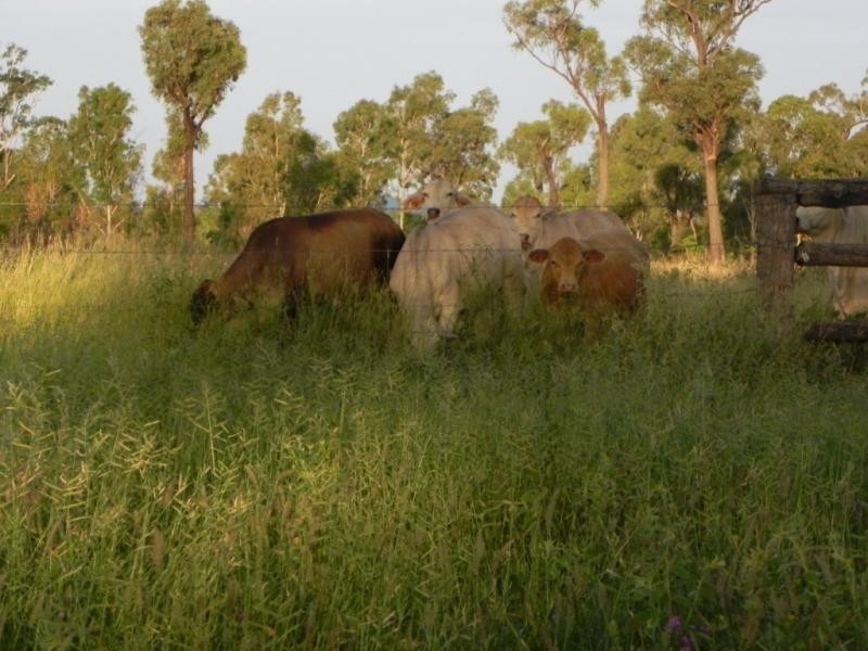 Shady Acres, 393 River Road, Moura QLD 4718