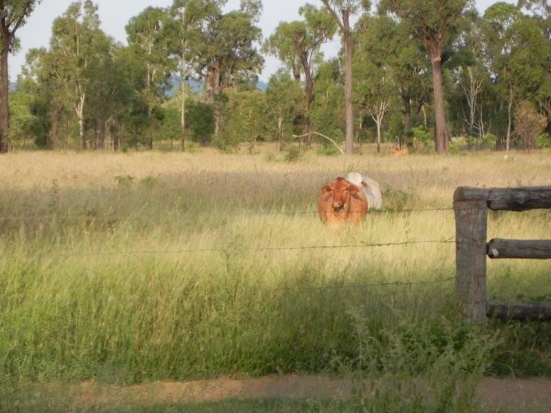 Shady Acres, 393 River Road, Moura QLD 4718