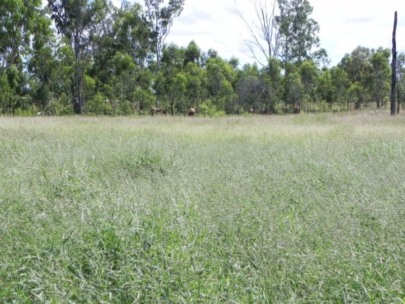 Shady Acres, 393 River Road, Moura QLD 4718