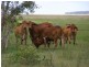 10 Stanage Bay Road, Stanage QLD 4702