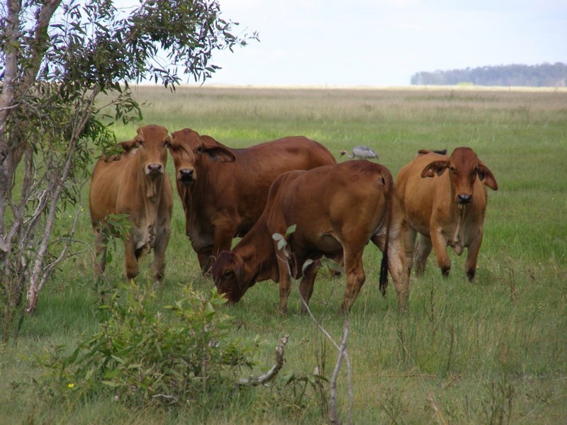 10 Stanage Bay Road, Stanage QLD 4702