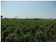 Bowen QLD 4805
